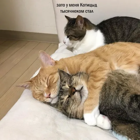 Котицыд стал тысяченком