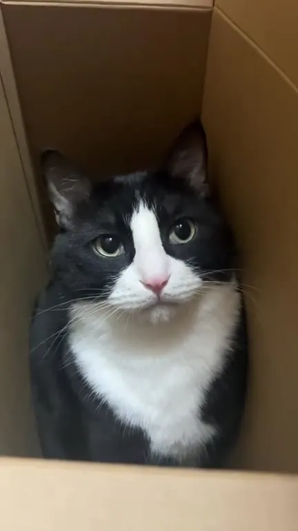 Кот оживает в коробке