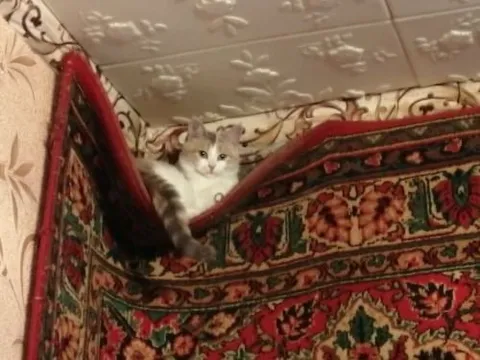 Кот в складке ковра