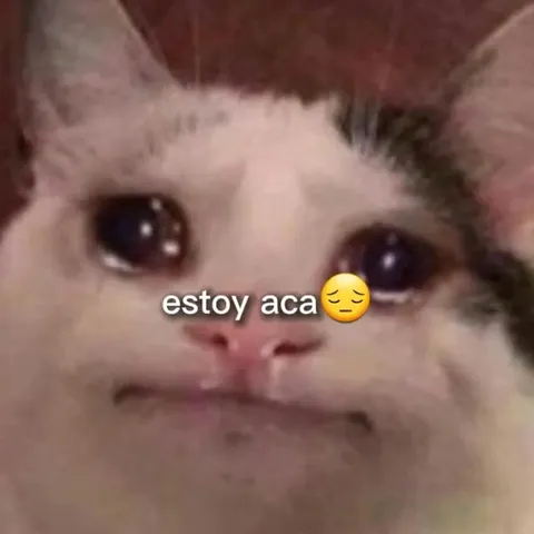 Gatos intentando hablar