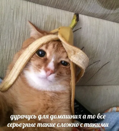 Кот дурачится для домашних
