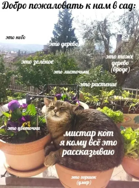 Мистар кот в саду
