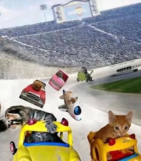 Коты гоняют на игрушечных машинках