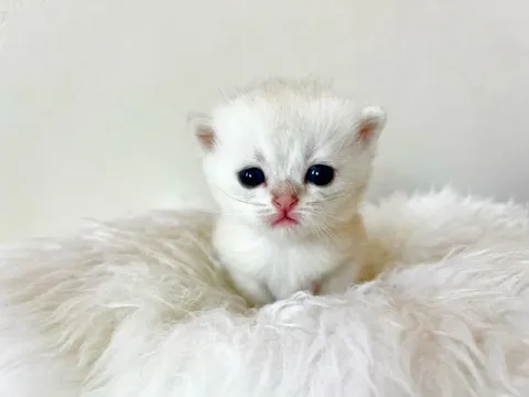 Милый белый котёнок