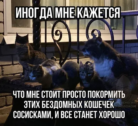 Накормить всех бездомных кошечек