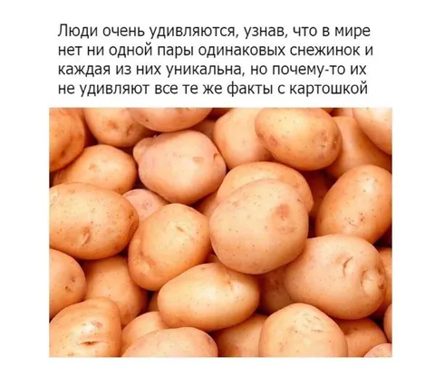 Уникальные картошки
