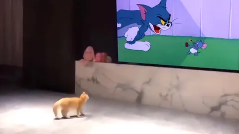 Котёнок смотрит Том и Джерри