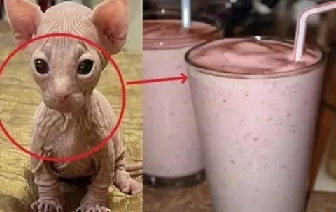 Котёнок похож на смузи