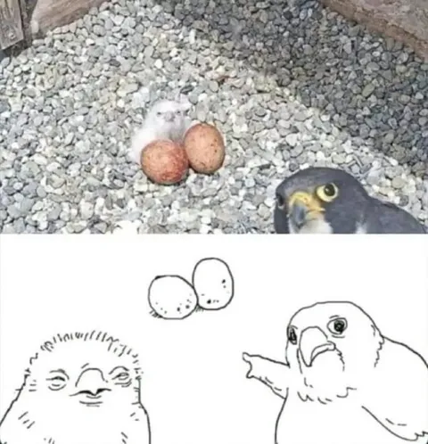 Яйца и разгневанный сокол