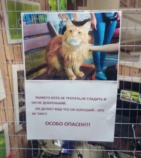 Особо опасный рыжий кот