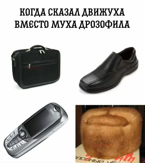 Движуха вместо мухи дрозофилы