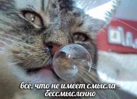 Кот с бессмысленным пузырём