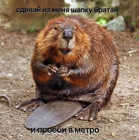 Бобр просит сделать шапку