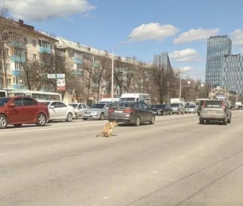 Собака чинит дорогу