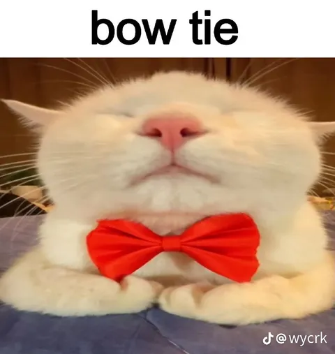 Cat Wearing a Bow Tie
