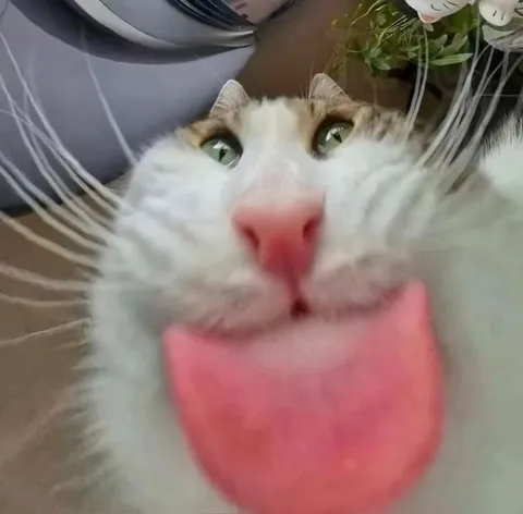 Кот с высунутым языком
