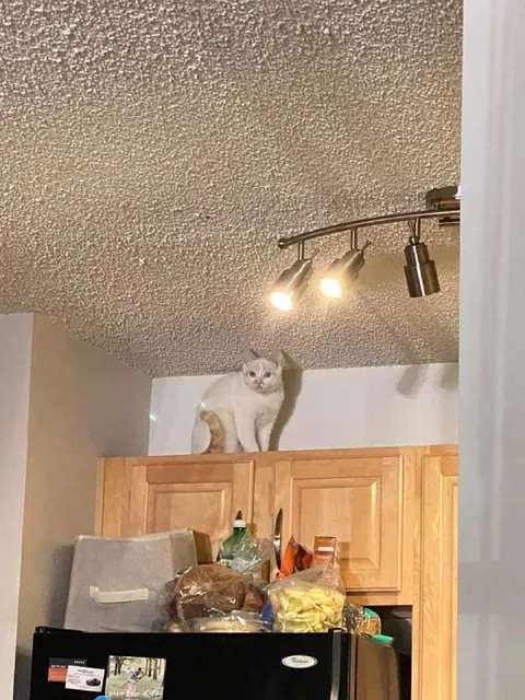 Кот на кухонных шкафах