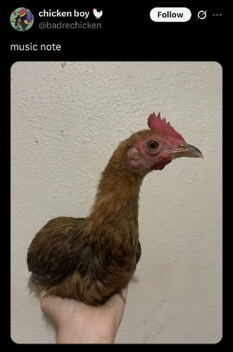 Music Note Chicken