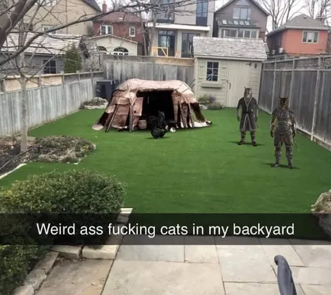 Weird Ass Cats in My Backyard