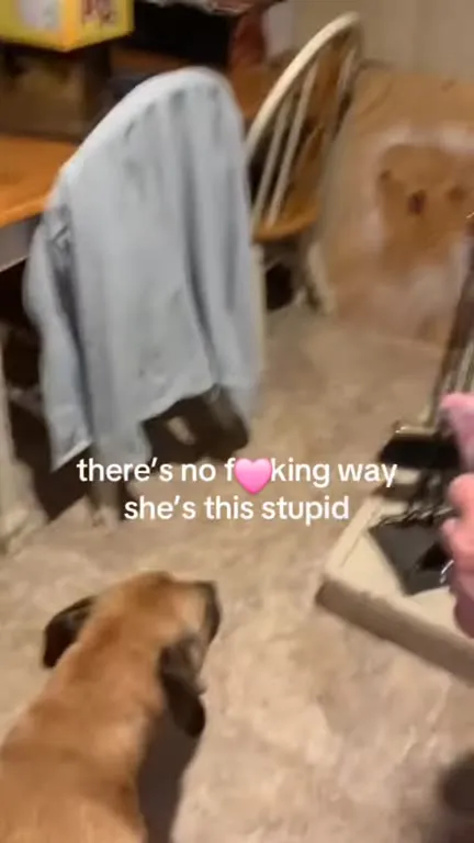 There’s No F💗king Way She’s This Stupid