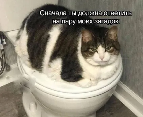 Кот задаёт загадки