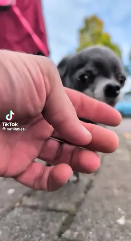 Собака внезапно превращается в монстра