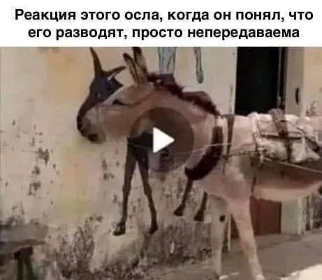 Реакция осла, когда его разводят