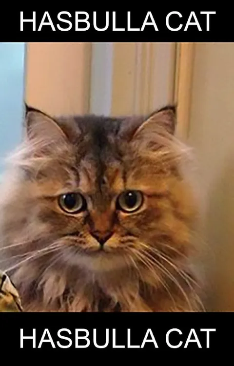 Hasbulla Cat Reaction