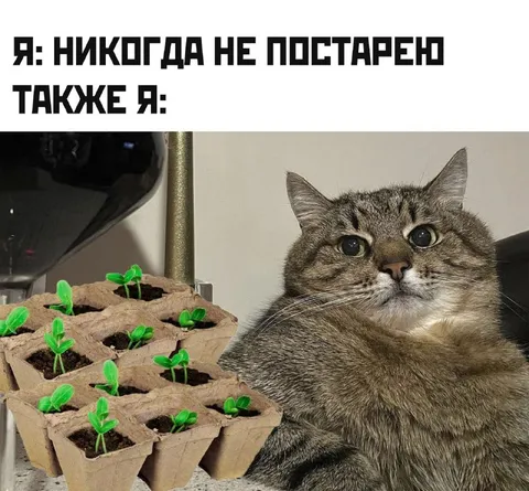Я никогда не постарею