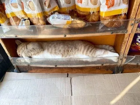 Кот на полке с булочками