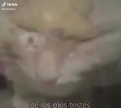 Gato de los ojos tristes