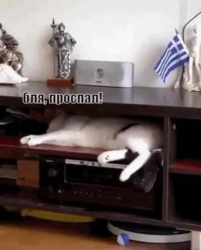 Кот пережил субботу