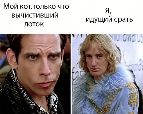 Кот после чистки лотка