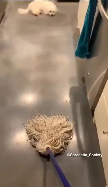 Швабра нападает на кота