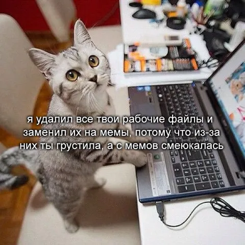 Кот заменил рабочие файлы мемами
