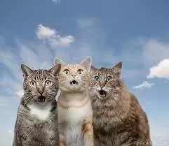 Три кота смотрят в небо