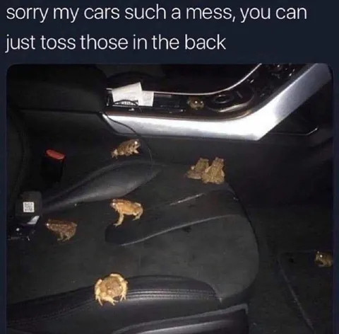 Messy Car Full of Frogs