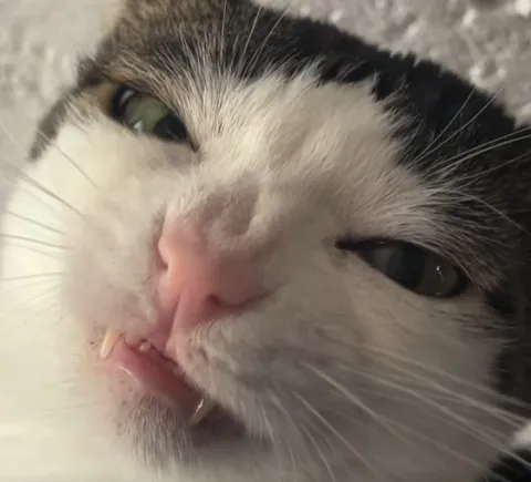 Кот с высунутым языком