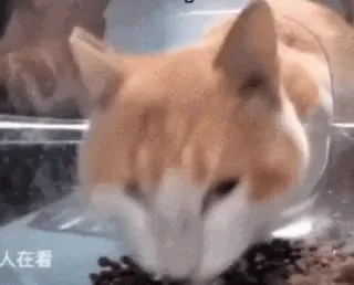 猫咪突然抬头凝视