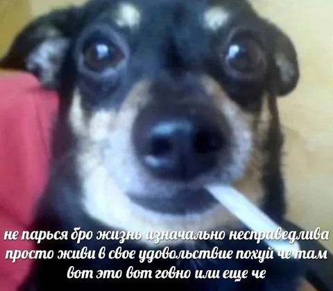 Собака с сигаретой о жизни