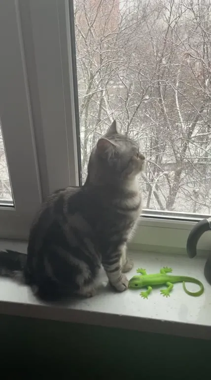 Кот впервые видит снег