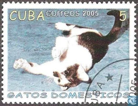 Gato doméstico acrobático