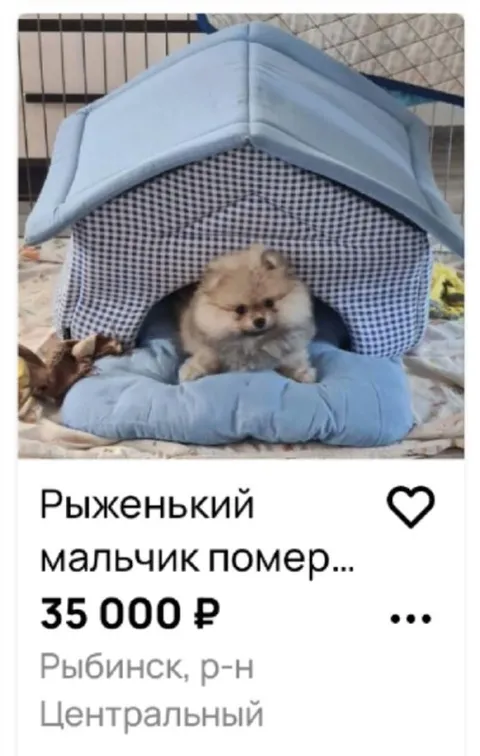Рыженький мальчик помер