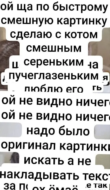 Смешная картинка с котом