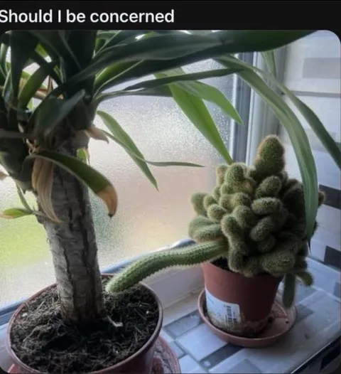 Should I Be Concerned Cactus