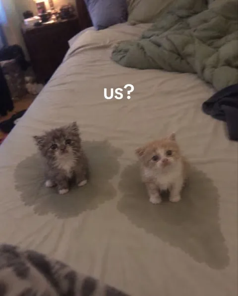 Us? Kitten Reaction