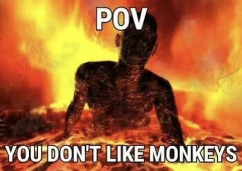 POV You Don't Like Monkeys