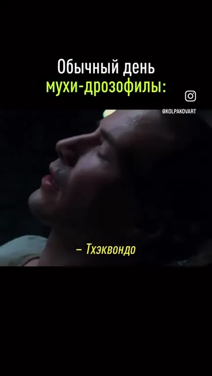 Обычный день мухи-дрозофилы