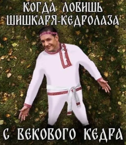 Ловишь шишкаря-кедролаза