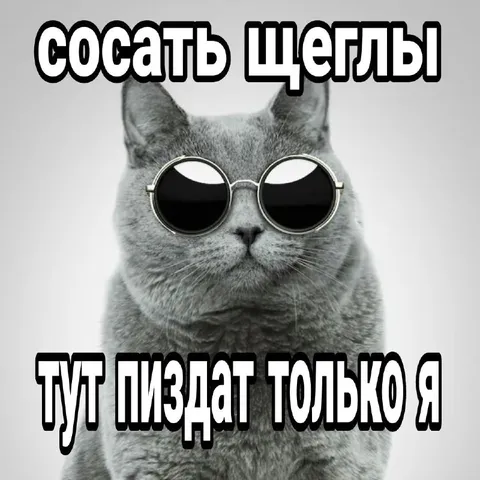 Кот в очках и безразличии